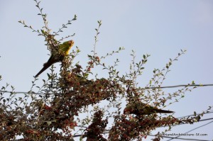 Parrots of Telegraph Hill