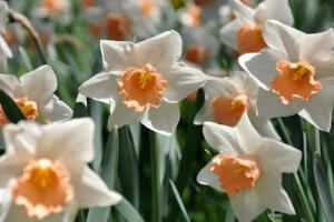 Daffodil Hill, Amador County April 10, 2011